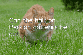 Can the hair on Persian cat ears be cut?