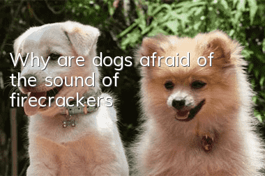 Why are dogs afraid of the sound of firecrackers?