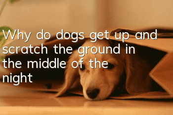 Why do dogs get up and scratch the ground in the middle of the night?