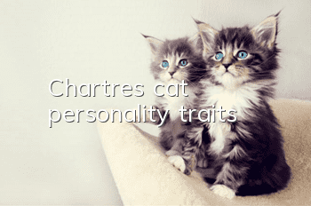 Chartres cat personality traits