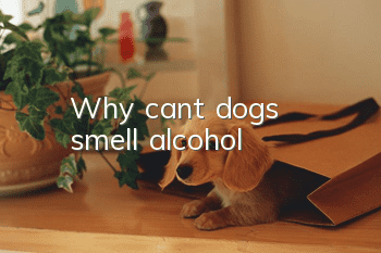 Why can't dogs smell alcohol?
