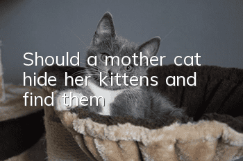 Should a mother cat hide her kittens and find them?
