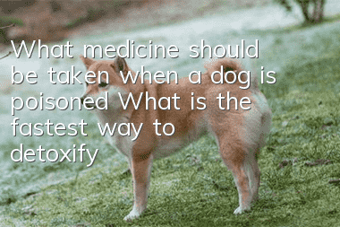 What medicine should be taken when a dog is poisoned? What is the fastest way to detoxify?