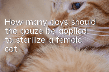 How many days should the gauze be applied to sterilize a female cat?