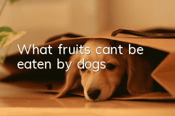 What fruits can’t be eaten by dogs?