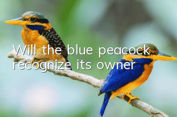Will the blue peacock recognize its owner?