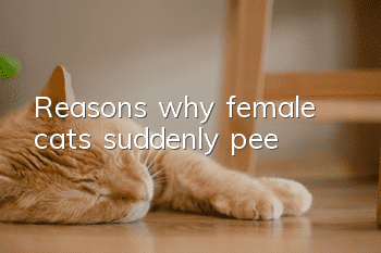 Reasons why female cats suddenly pee