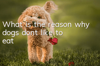 What is the reason why dogs don’t like to eat?