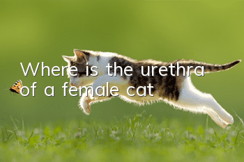 Where is the urethra of a female cat?
