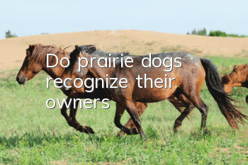 Do prairie dogs recognize their owners?