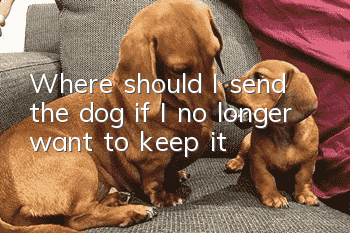 Where should I send the dog if I no longer want to keep it?