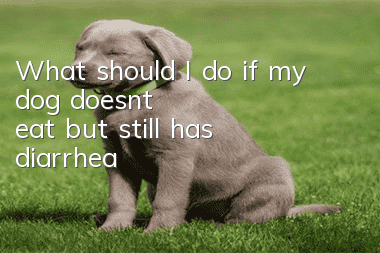 What should I do if my dog doesn’t eat but still has diarrhea?