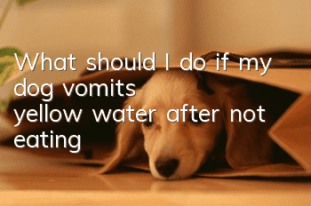 What should I do if my dog vomits yellow water after not eating?