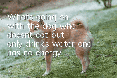 What's going on with the dog who doesn't eat but only drinks water and has no energy?