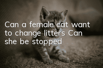 Can a female cat want to change litters? Can she be stopped?