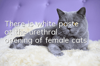 There is white paste at the urethral opening of female cats
