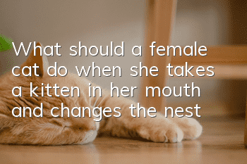 What should a female cat do when she takes a kitten in her mouth and changes the nest?