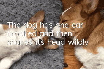 The dog has one ear crooked and then shakes its head wildly