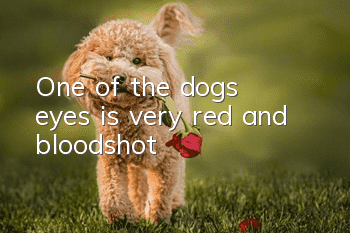 One of the dog's eyes is very red and bloodshot