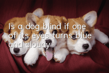 Is a dog blind if one of its eyes turns blue and cloudy?