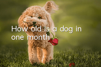 How old is a dog in one month?