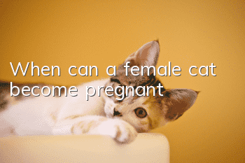 When can a female cat become pregnant?