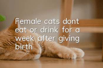 Female cats don’t eat or drink for a week after giving birth