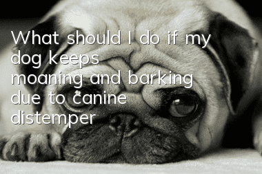 What should I do if my dog keeps moaning and barking due to canine distemper?