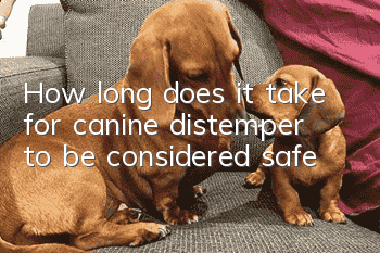 How long does it take for canine distemper to be considered safe?