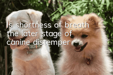 Is shortness of breath the later stage of canine distemper?
