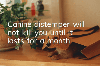 Canine distemper will not kill you until it lasts for a month