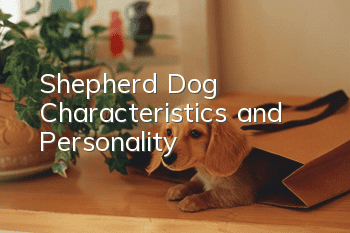Shepherd Dog Characteristics and Personality