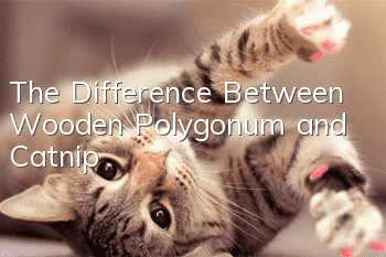 The Difference Between Wooden Polygonum and Catnip
