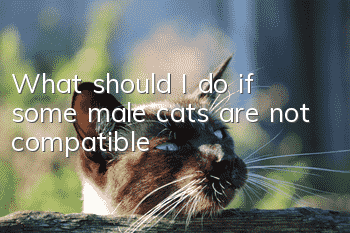What should I do if some male cats are not compatible?