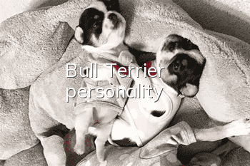Bull Terrier personality