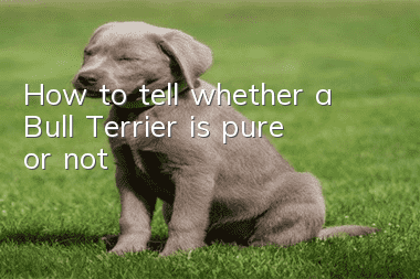 How to tell whether a Bull Terrier is pure or not?