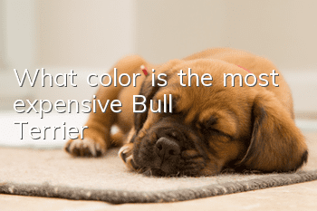What color is the most expensive Bull Terrier?