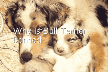 Why is Bull Terrier banned?