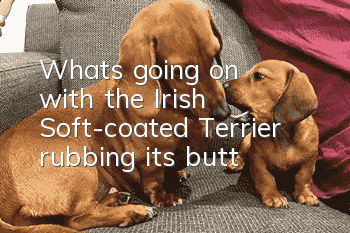 What's going on with the Irish Soft-coated Terrier rubbing its butt?