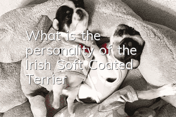 What is the personality of the Irish Soft Coated Terrier?