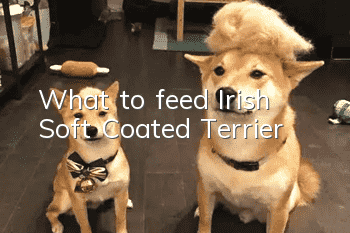 What to feed Irish Soft Coated Terrier