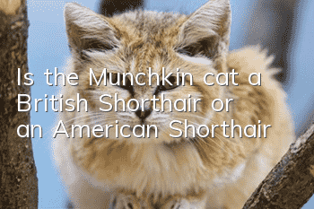 Is the Munchkin cat a British Shorthair or an American Shorthair?