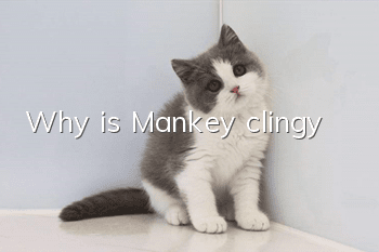 Why is Mankey clingy?