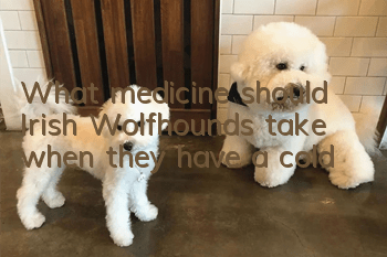 What medicine should Irish Wolfhounds take when they have a cold?
