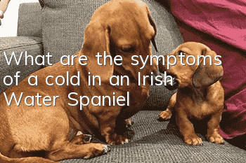 What are the symptoms of a cold in an Irish Water Spaniel?