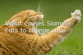 What causes Siamese cats to change color?