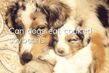 Can dogs eat cooked soybeans?