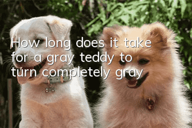 How long does it take for a gray teddy to turn completely gray?