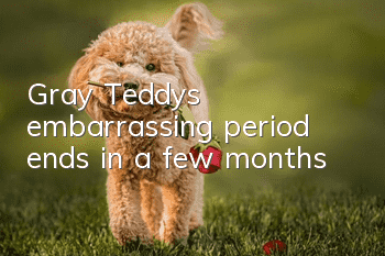 Gray Teddy's embarrassing period ends in a few months