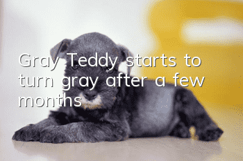 Gray Teddy starts to turn gray after a few months